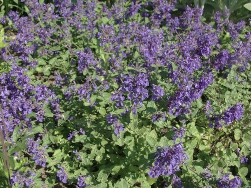 NEPETA x FAASSENII