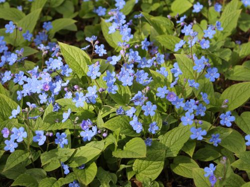OMPHALODES VERNA