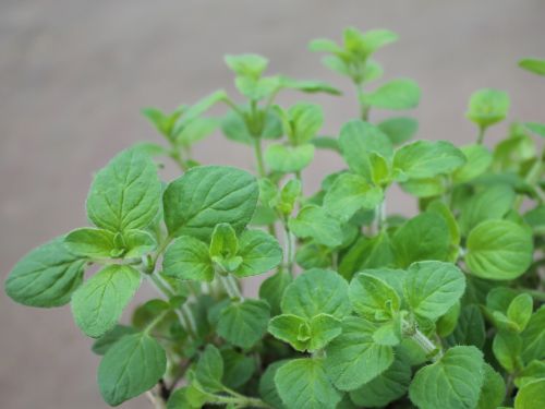 ORIGANUM VULGARE