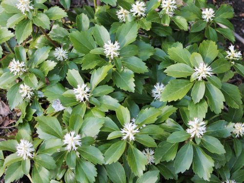 PACHYSANDRA TERMINALIS