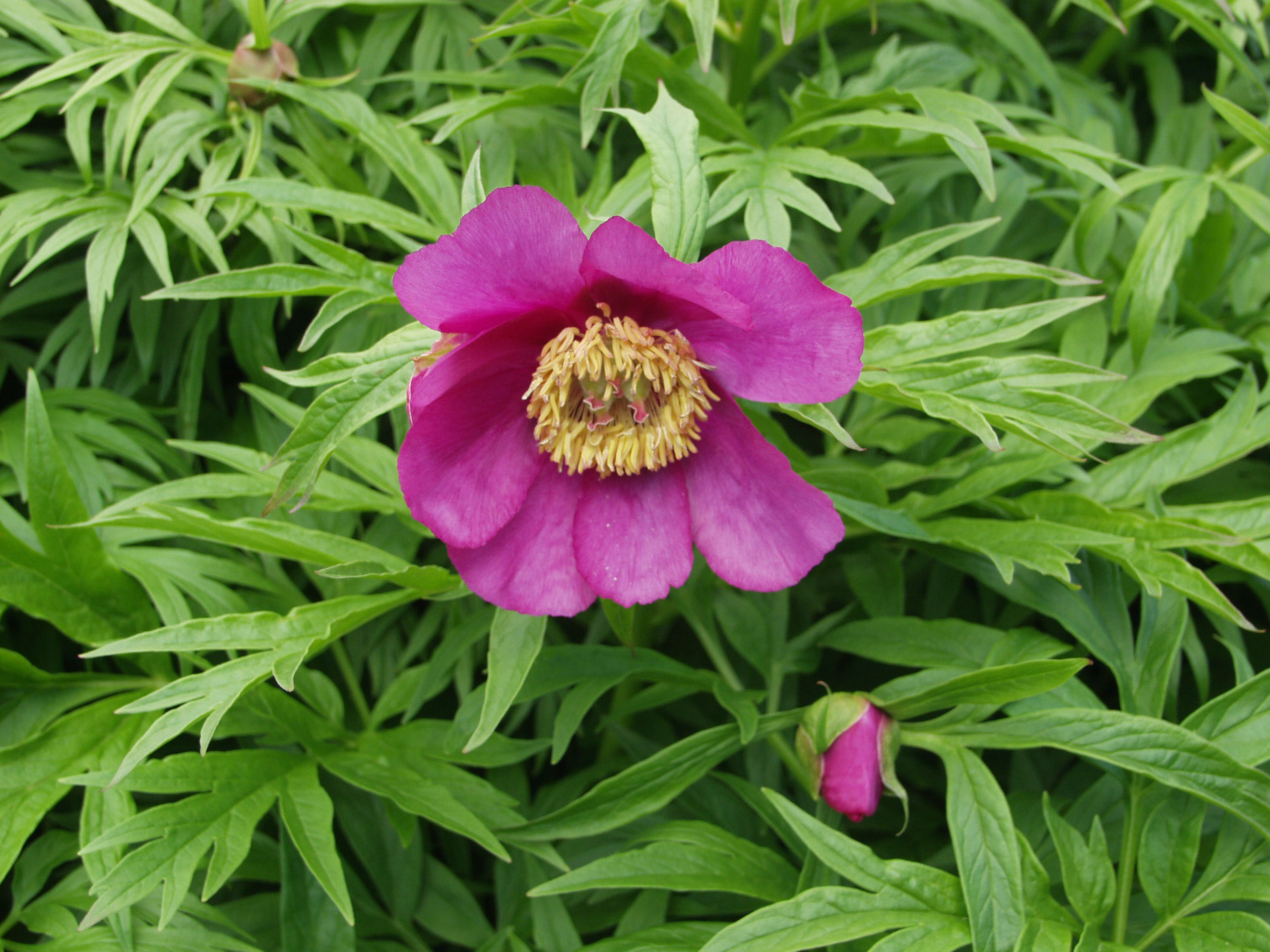 PAEONIA ANOMALA