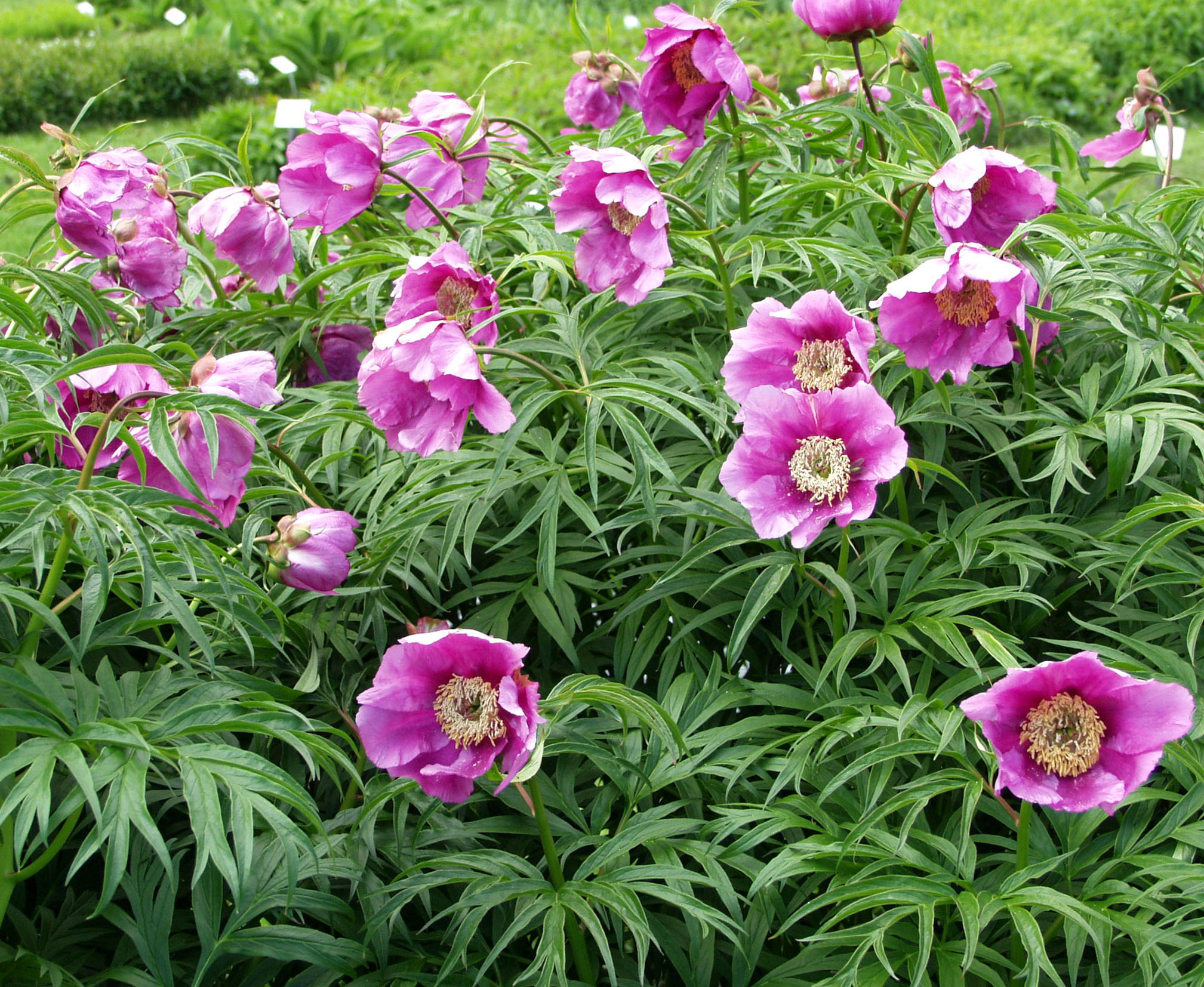 PAEONIA ANOMALA