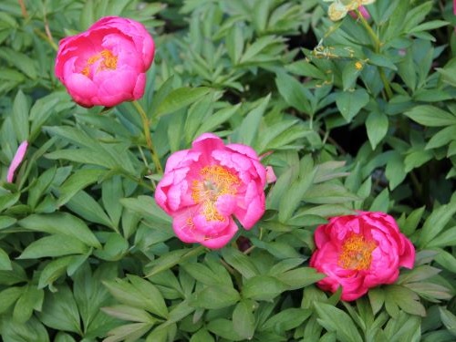 PAEONIA LACTIFLORA CYTHEREA