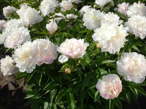 PAEONIA LACTIFLORA SHIRLEY TEMPLE