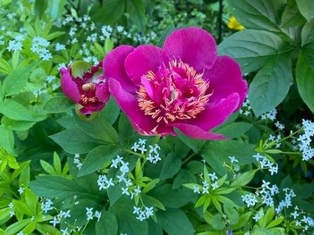 PAEONIA OFFICINALIS ANEMONIFLORA