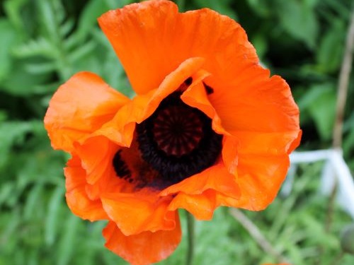 PAPAVER PSEUDO-ORIENTALE
