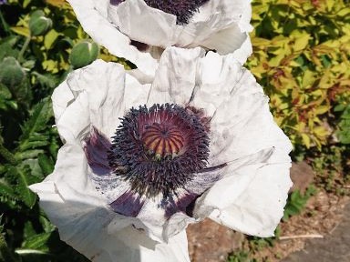 PAPAVER ORIENTALE ROYAL WEDDING