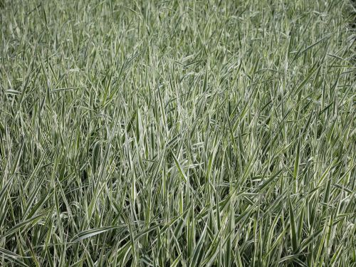 PHALAROIDES ARUNDINACEA PICTA