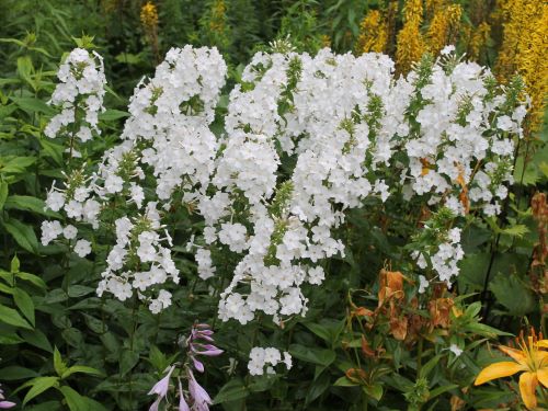 PHLOX CAROLINA