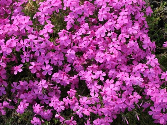 PHLOX DOUGLASII DANIEL CUSHION