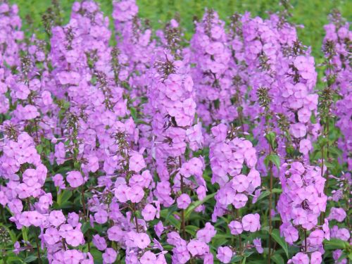 PHLOX MACULATA ALPHA