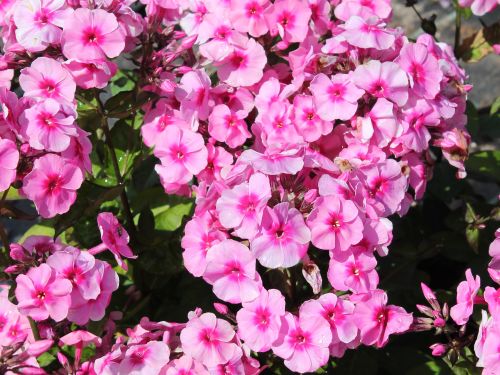 PHLOX PAN. EARLY PINK DARK EYE