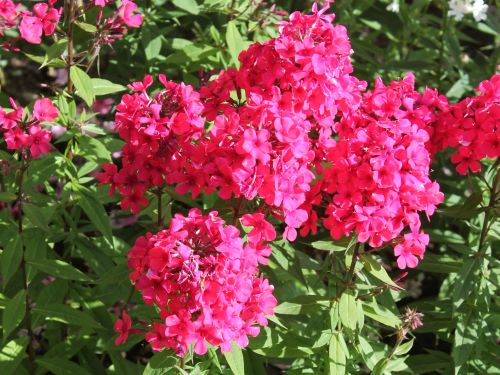 PHLOX PAN. EARLY RED