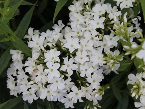 PHLOX PAN. EARLY WHITE