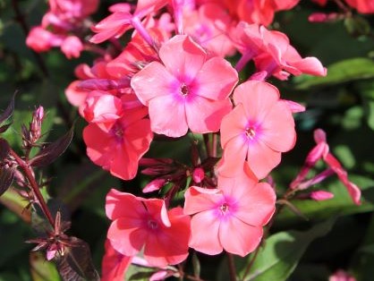 PHLOX PAN. SPITFIRE