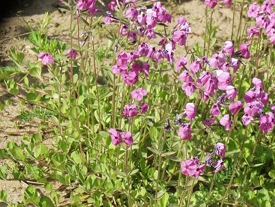 PHLOX STOLONIFERA