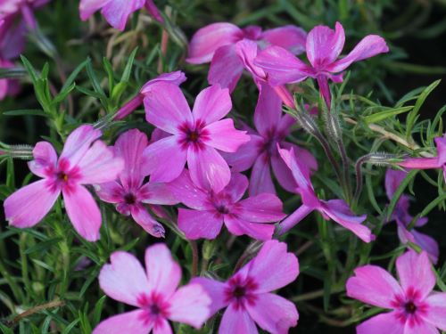 PHLOX SUB. ALEXANDERS SURPRISE