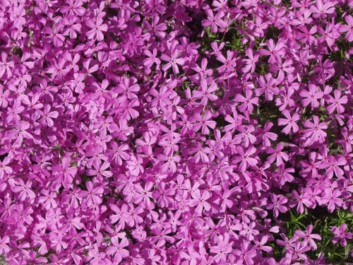 PHLOX SUB. ATROPURPUREA