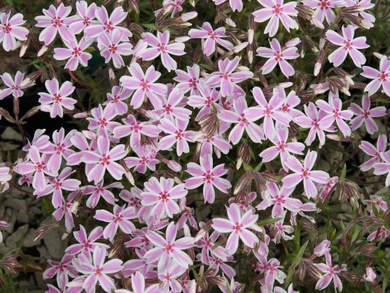 PHLOX SUB. CANDY STRIPES