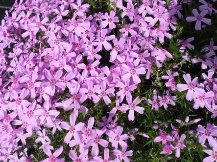 PHLOX SUB. MAI