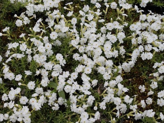 PHLOX SUB. VALKOINEN