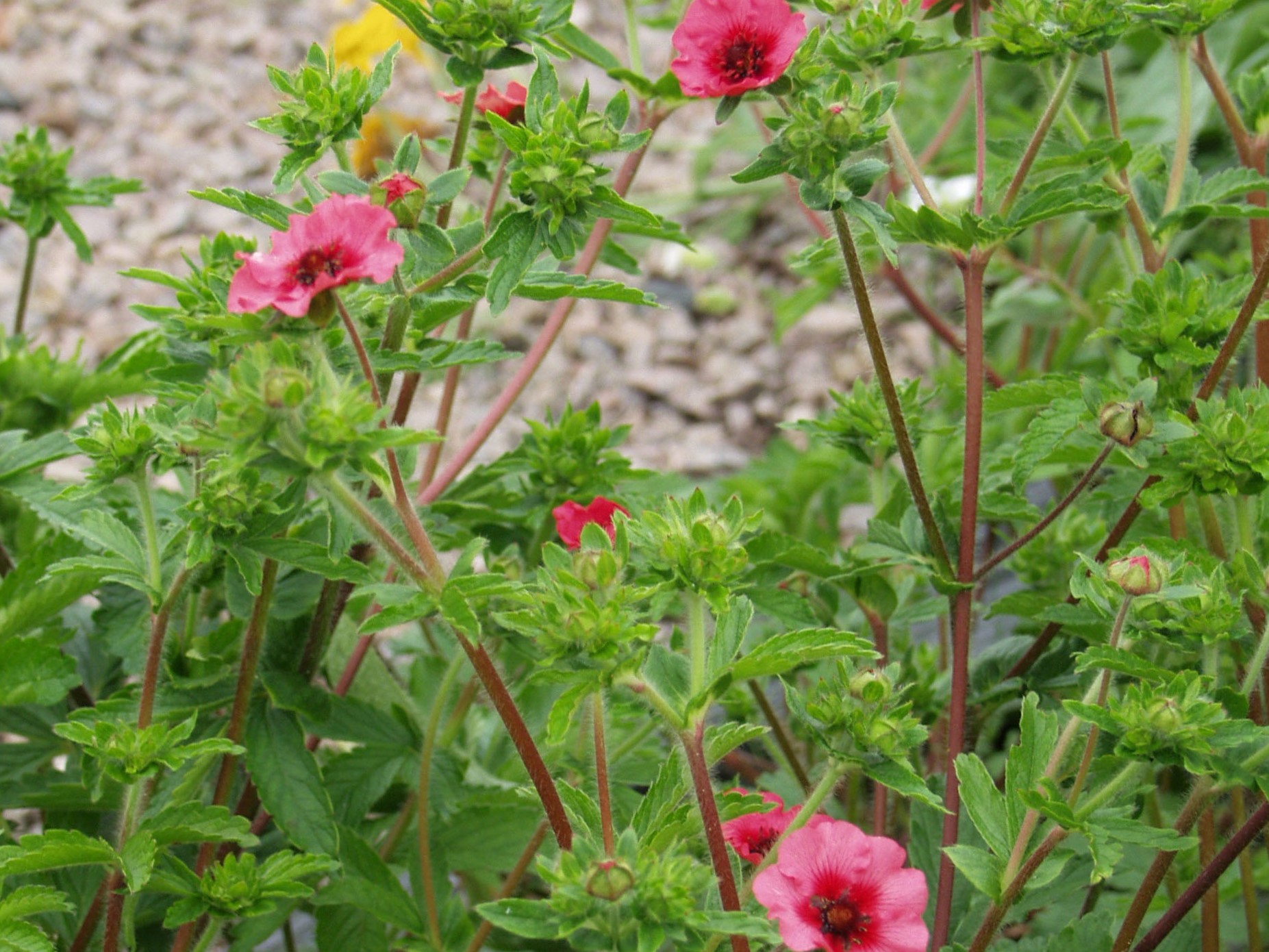 POTENTILLA NEPALENSIS