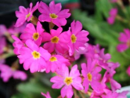 PRIMULA ROSEA GIGAS