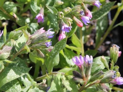 PULMONARIA MAJESTE