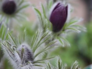 PULSATILLA VULGARIS subsp. VULGARIS