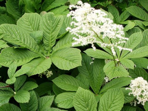 RODGERSIA AESCULIFOLIA