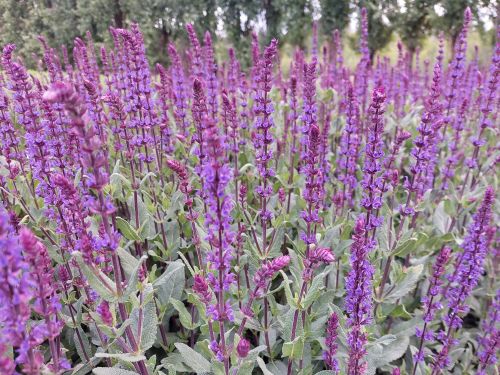 SALVIA x SYLVESTRIS CARADONNA