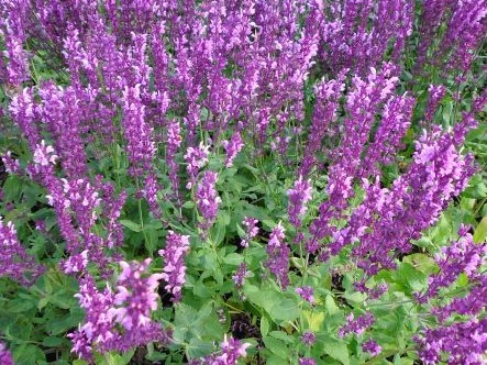 SALVIA x SYLVESTRIS ROSE QUEEN