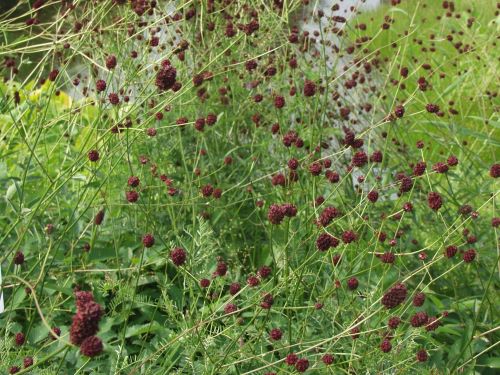SANGUISORBA OFFICINALIS
