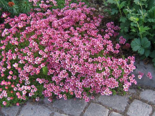 SAXIFRAGA x ARENDSII PURPURTEPPICH