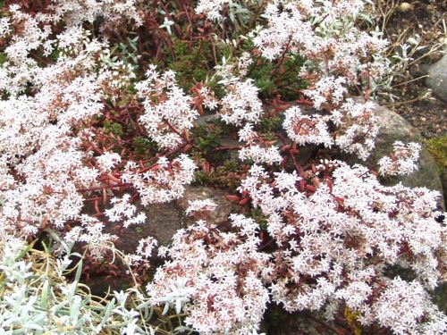 SEDUM ALBUM