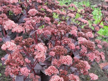 SEDUM PURPLE EMPEROR