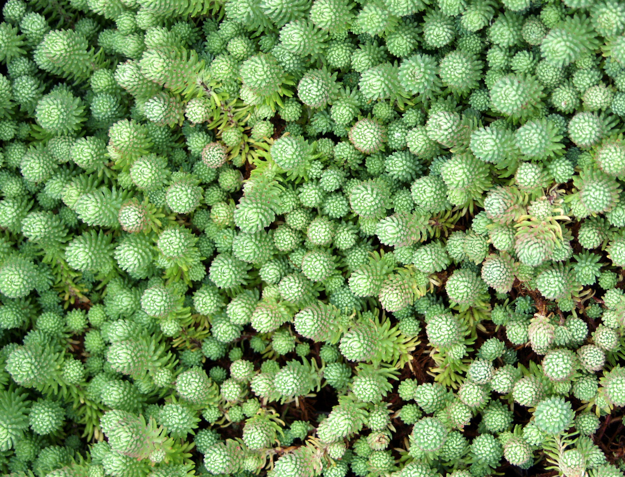 PETROSEDUM RUPESTRE