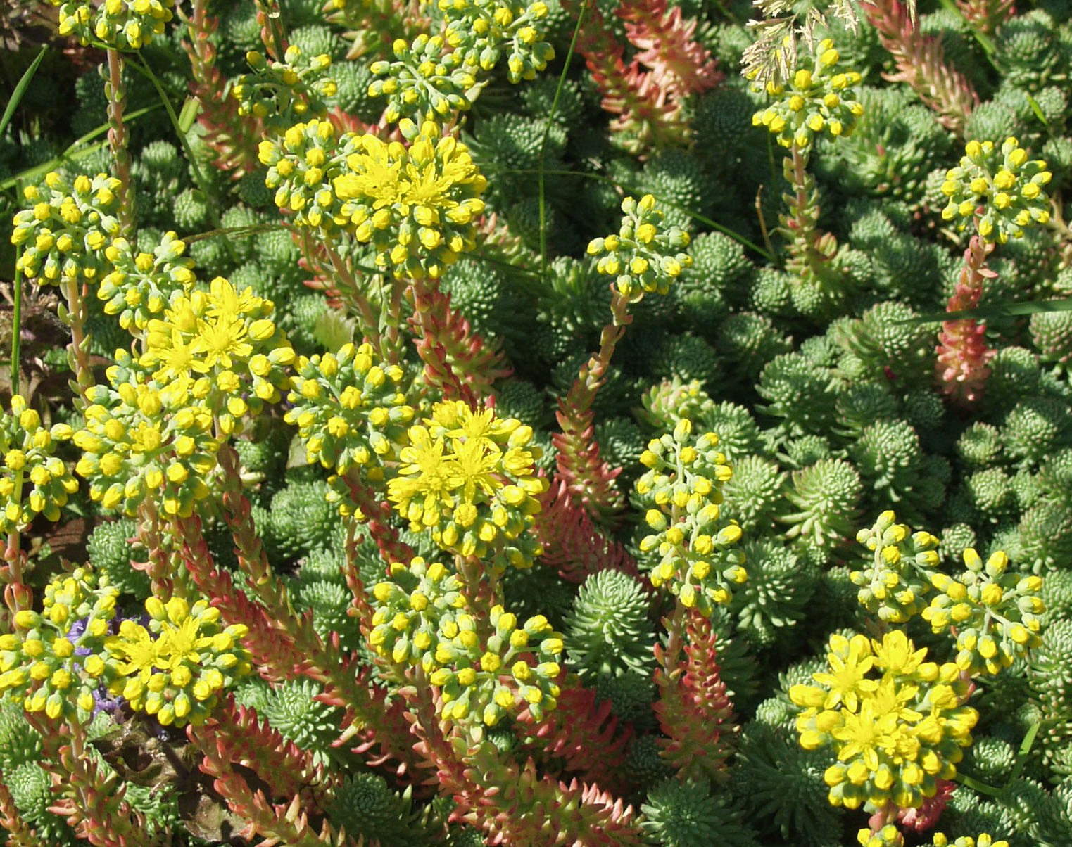 PETROSEDUM RUPESTRE