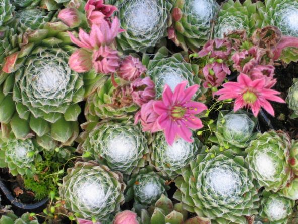 SEMPERVIVUM ARACHNOIDEUM