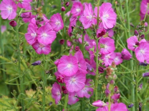 SIDALCEA x CULTORUM ROSEA