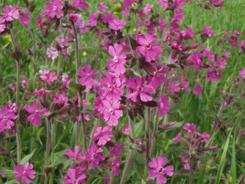 SILENE DIOICA