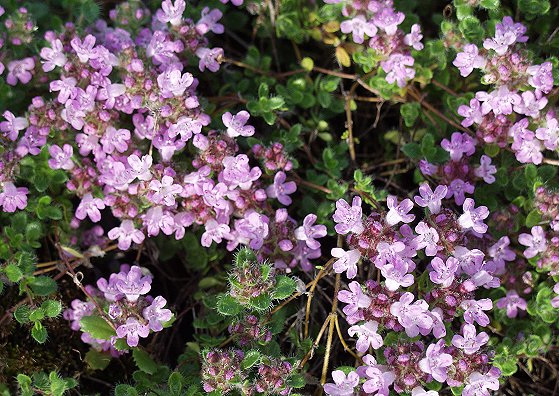 THYMUS PRAECOX subsp. LIGUSTICUS
