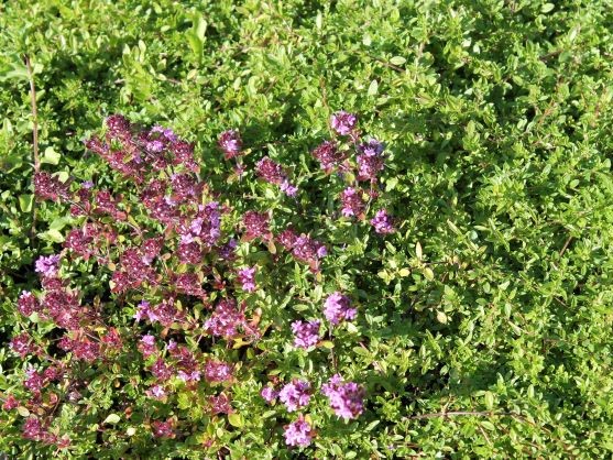 THYMUS SERPHYLLUM MAGIC CARPET