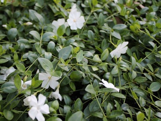 VINCA MINOR f. ALBA GERTRUDE JEKYLL