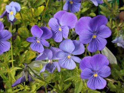 VIOLA CORNUTA BLUE PERFECTION