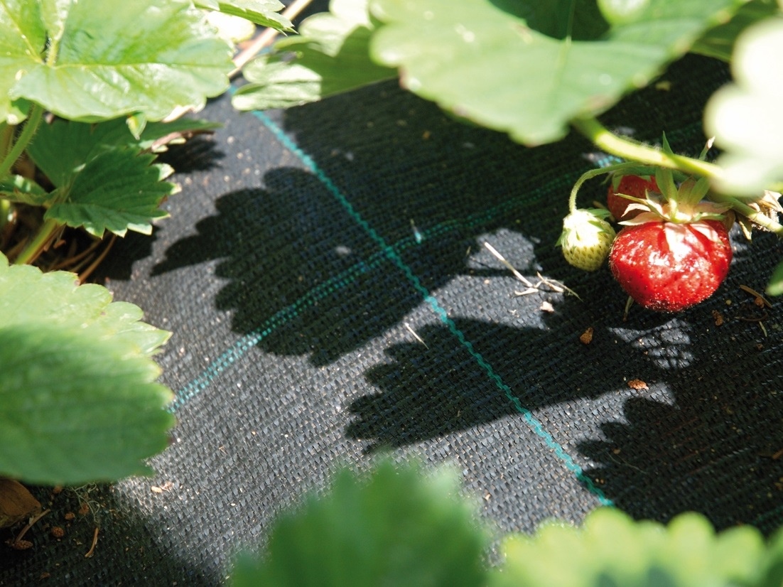 Rikkaruohonestomatto/katekangas 100 g