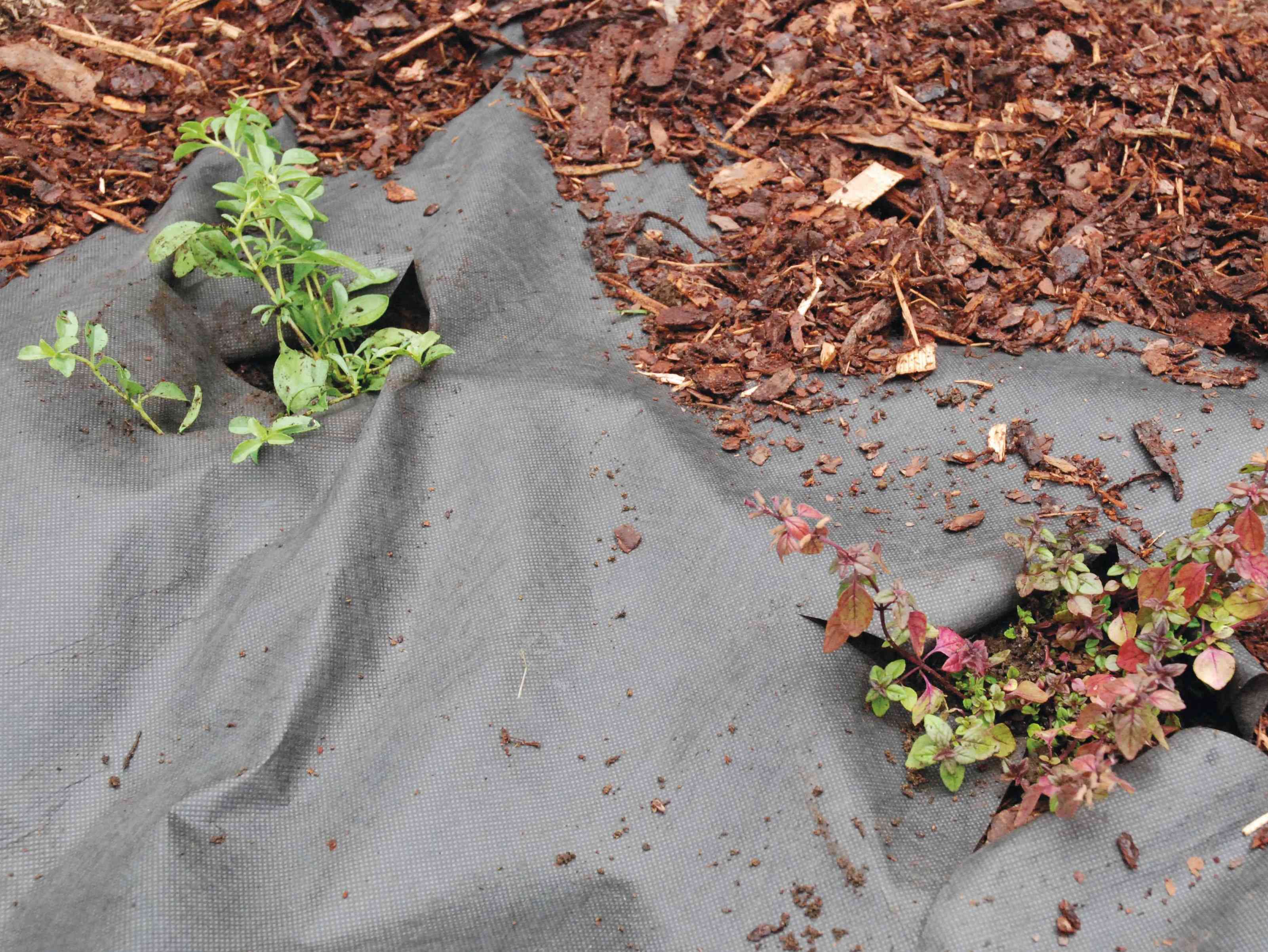 Biohajoava katekangas