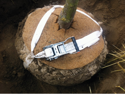 Juuripaakkuankkuri Treelock 35 BIO