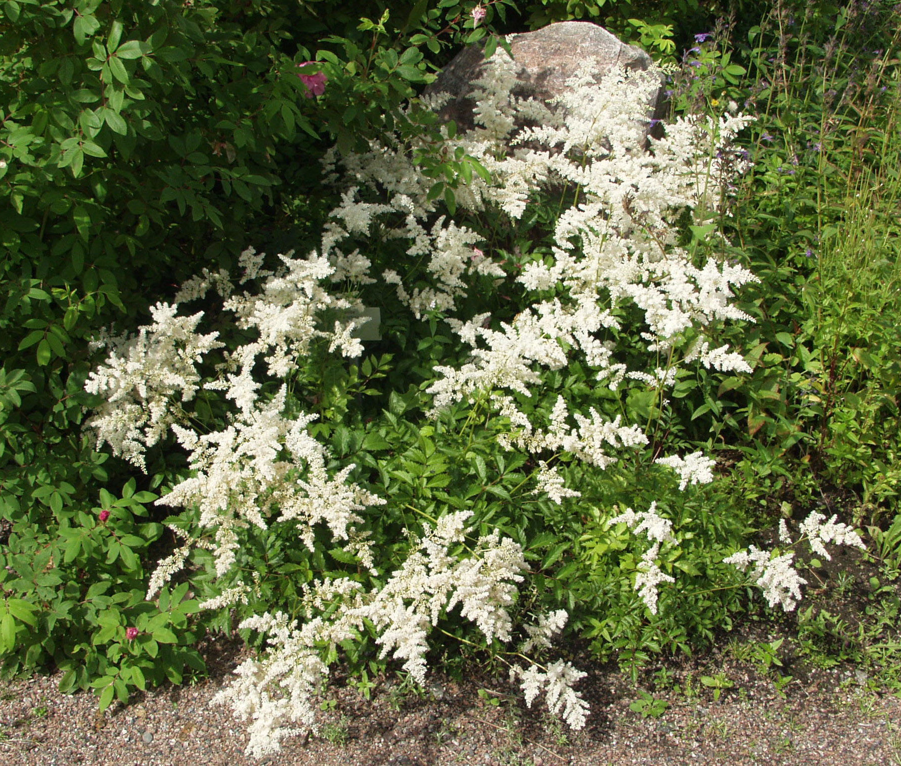 ASTILBE x ARENDSII BRAUTSCHLEIER