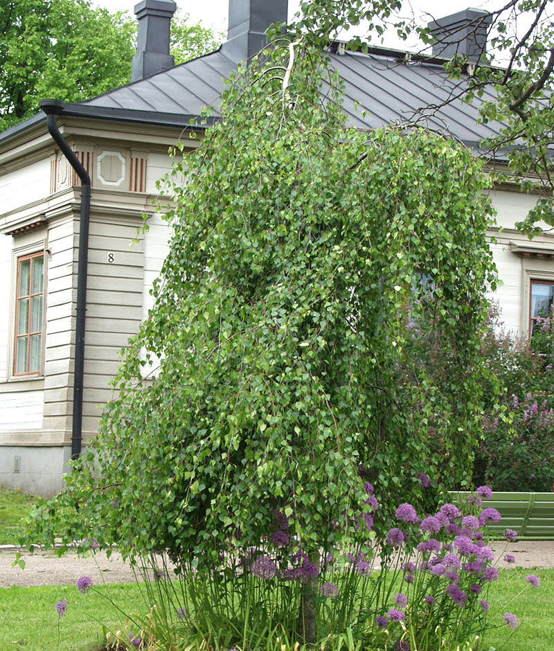 BETULA PEN. YOUNGII 4-6 AT